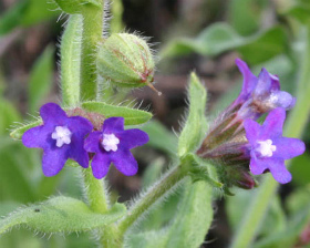 牛の舌草(うしのしたくさ) (Bugloss)