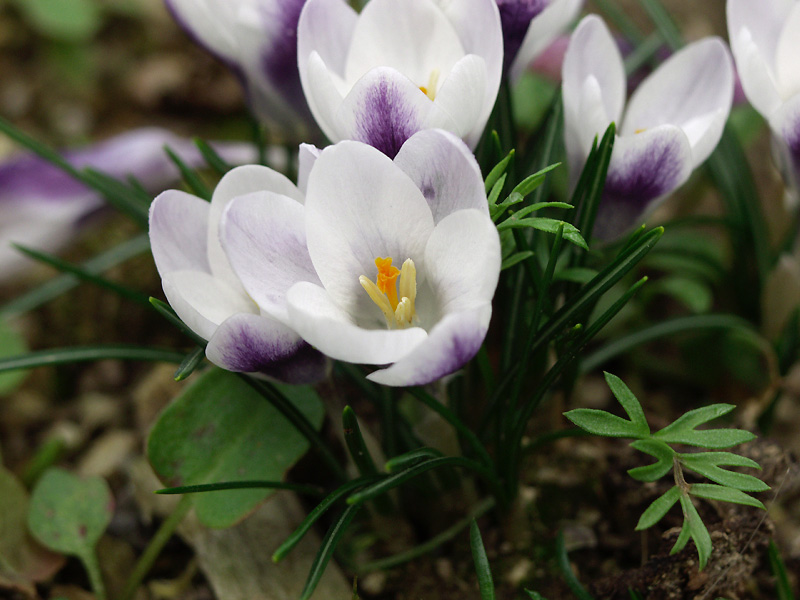 1月5日の誕生花 花言葉 誕生花 花言葉辞典