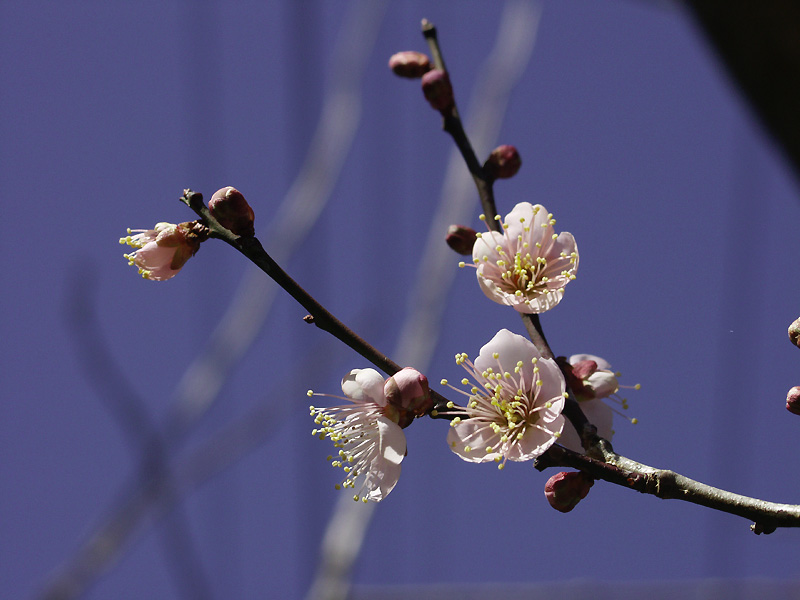 1月7日の誕生花 花言葉 誕生花 花言葉辞典