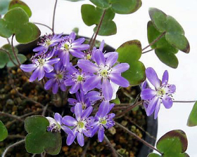 1月18日の誕生花 花言葉 誕生花 花言葉辞典 1月18日の誕生花 花言葉 誕生花 花言葉辞典