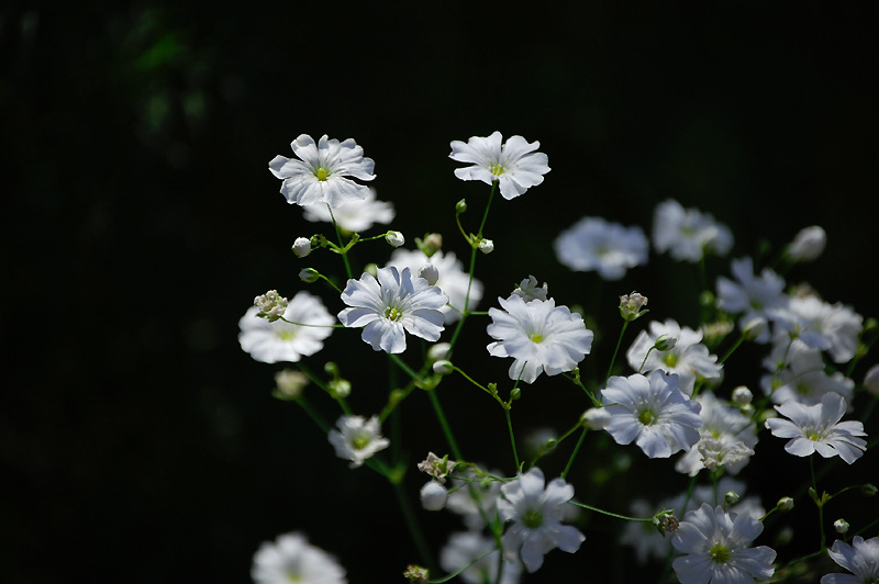 2月3日の誕生花 花言葉 誕生花 花言葉辞典