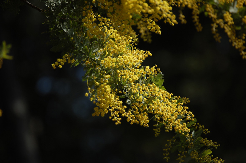 2月17日の誕生花 花言葉 誕生花 花言葉辞典