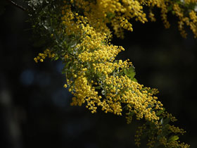 2月17日の誕生花 花言葉 誕生花 花言葉辞典 2月17日の誕生花 花言葉 誕生花 花言葉辞典