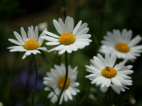 2月日の誕生花 花言葉 誕生花 花言葉辞典