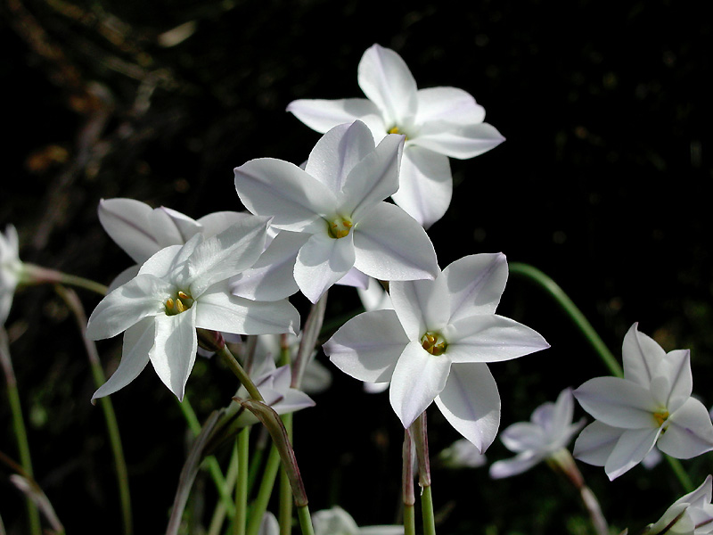 2月22日の誕生花 花言葉 誕生花 花言葉辞典