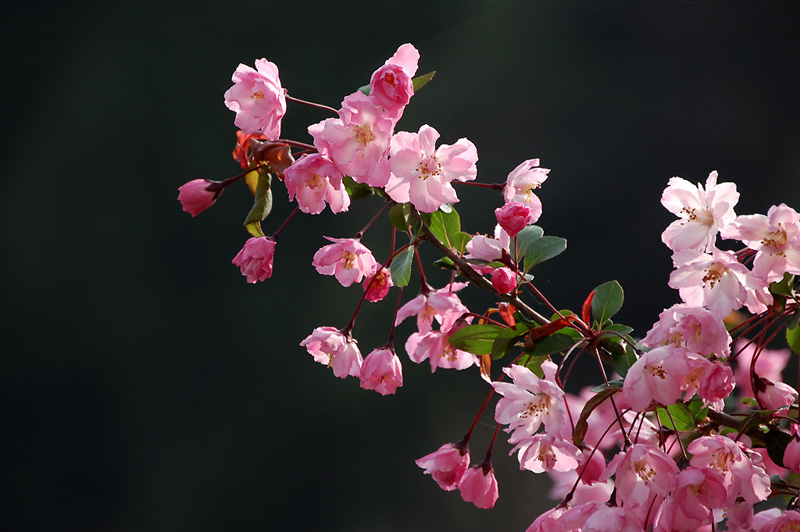 2月25日の誕生花 花言葉 誕生花 花言葉辞典