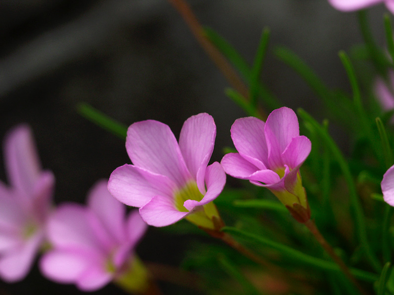 3月2日の誕生花 花言葉 誕生花 花言葉辞典