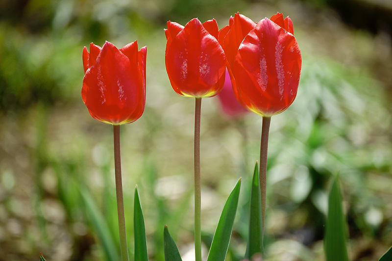 今日の誕生日の花と花言葉