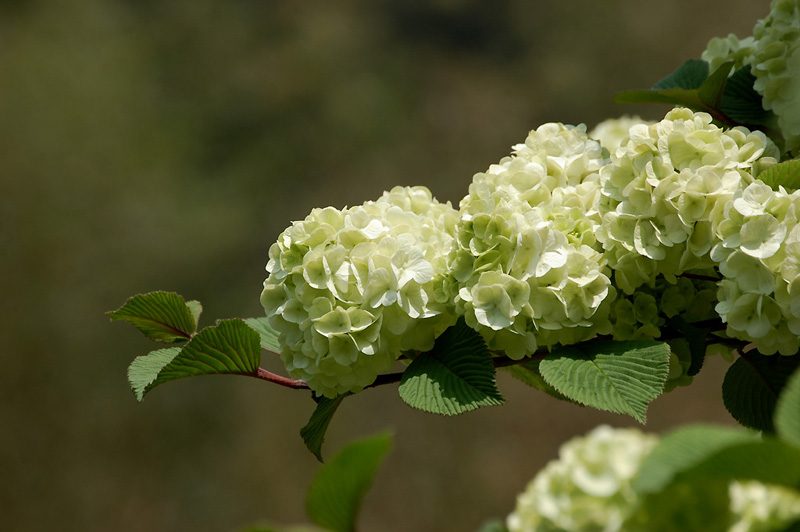 3月6日の誕生花 花言葉 誕生花 花言葉辞典