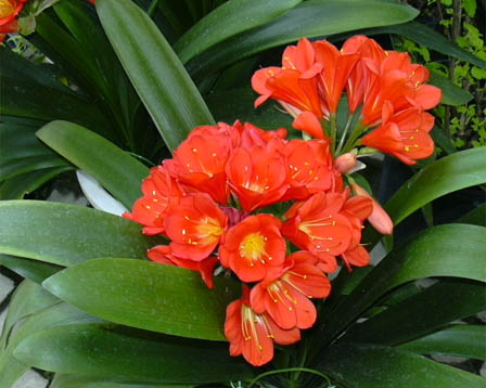 3月12日の誕生花・花言葉、クンシラン(君子蘭)の花言葉や今日のその他の誕生花と花言葉を紹介しています。