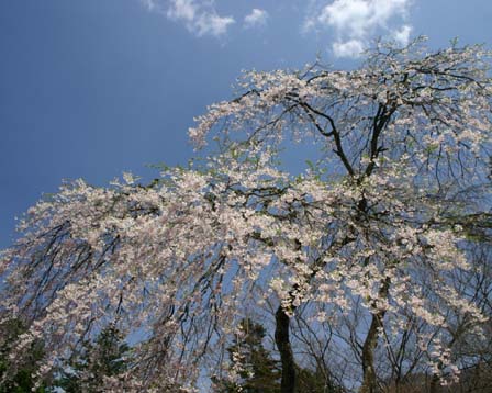 3月26日の誕生花 花言葉 誕生花 花言葉辞典