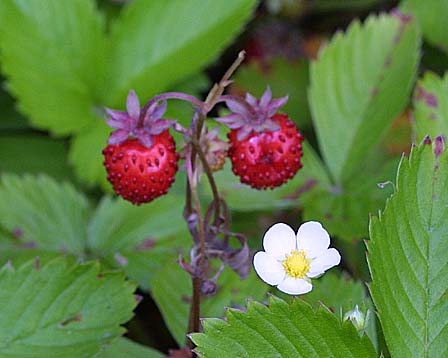 3月29日の誕生花 花言葉 誕生花 花言葉辞典