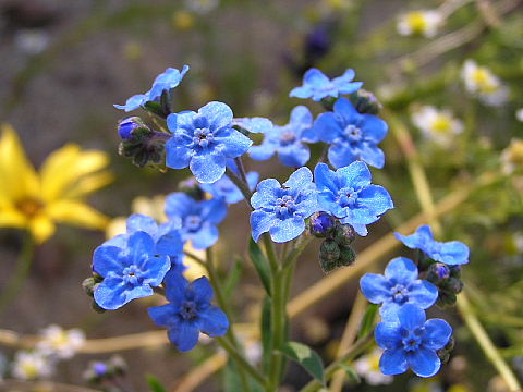 4月6日の誕生花 花言葉 誕生花 花言葉辞典