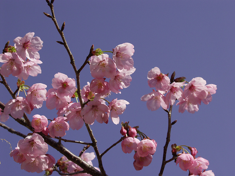 4月13日の誕生花 花言葉 誕生花 花言葉辞典