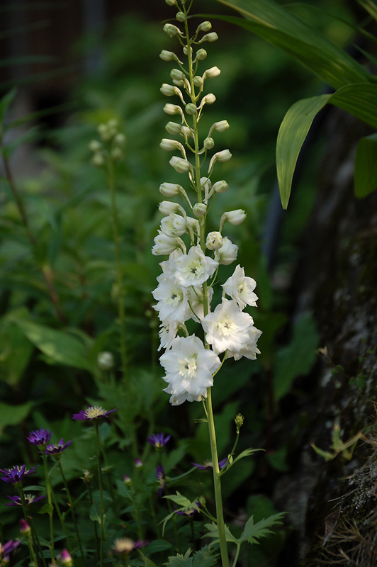 4月14日の誕生花 花言葉 誕生花 花言葉辞典