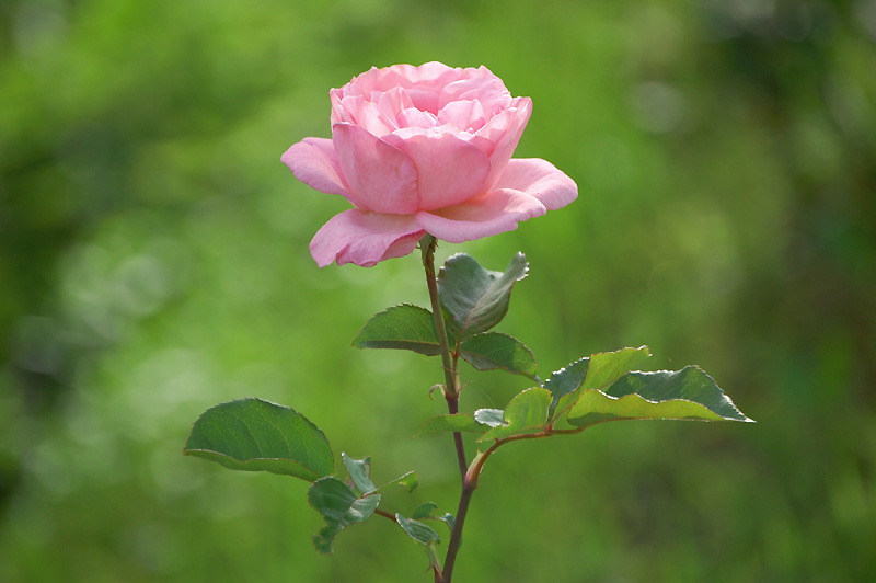 4月15日の誕生花 花言葉 誕生花 花言葉辞典