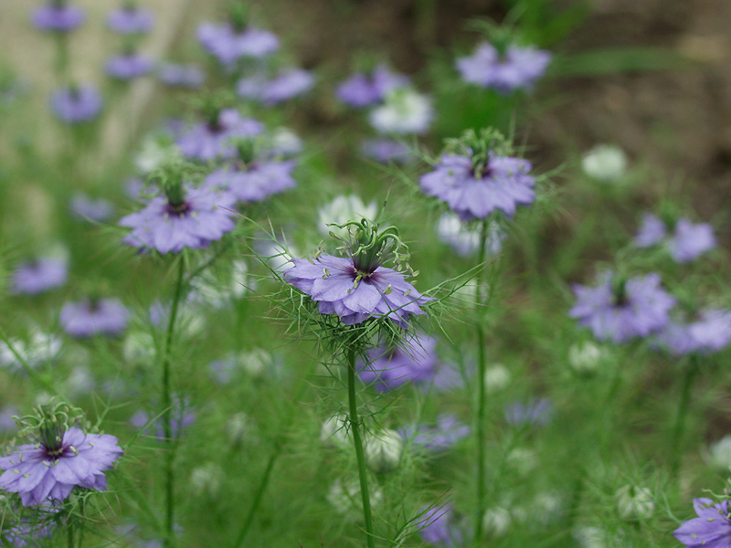 4月18日の誕生花 花言葉 誕生花 花言葉辞典