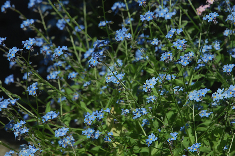 4月21日の誕生花 花言葉 誕生花 花言葉辞典