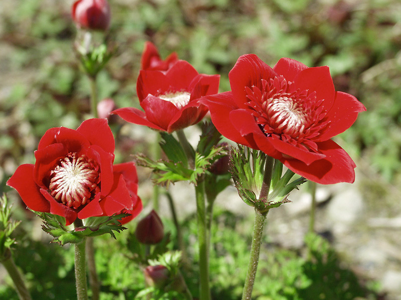 4月23日の誕生花 花言葉 誕生花 花言葉辞典