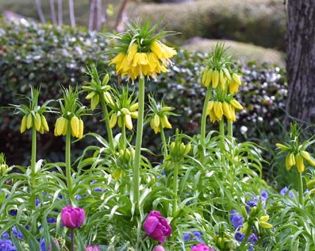 5月4日の誕生花 花言葉 誕生花 花言葉辞典