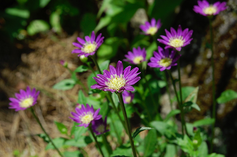 5月13日の誕生花 花言葉 誕生花 花言葉辞典