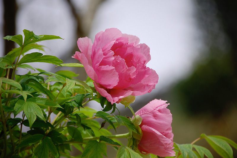 5月17日の誕生花 花言葉 誕生花 花言葉辞典