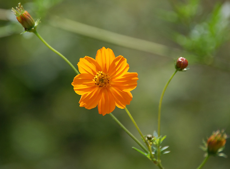 5月18日の誕生花 花言葉 誕生花 花言葉辞典