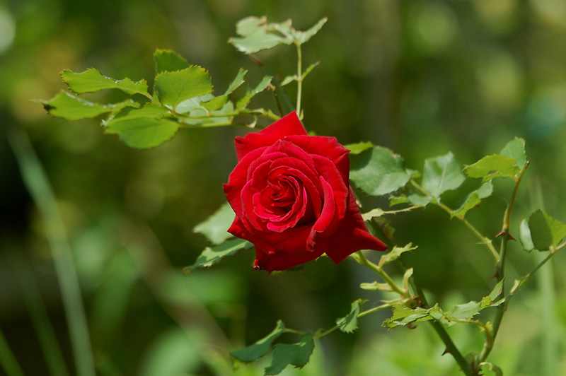 5月21日の誕生花 花言葉 誕生花 花言葉辞典