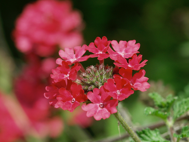 5月24日の誕生花 花言葉 誕生花 花言葉辞典