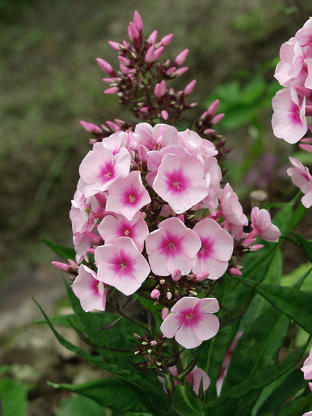 6月3日の誕生花 花言葉 誕生花 花言葉辞典