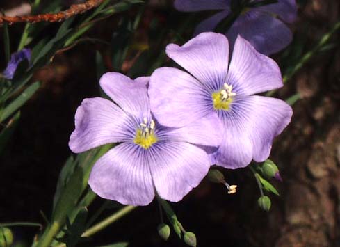 6月7日の誕生花 花言葉 誕生花 花言葉辞典