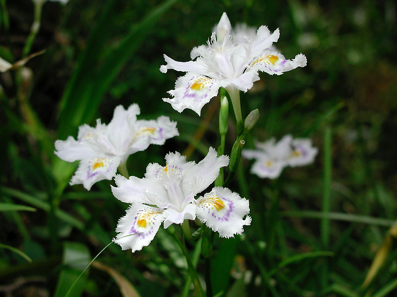 6月8日の誕生花 花言葉 誕生花 花言葉辞典