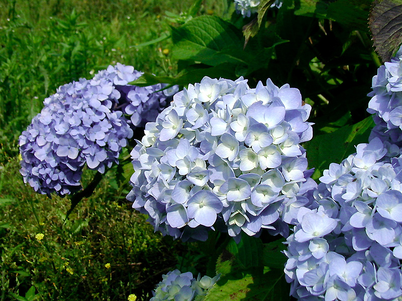 6月14日の誕生花 花言葉 誕生花 花言葉辞典