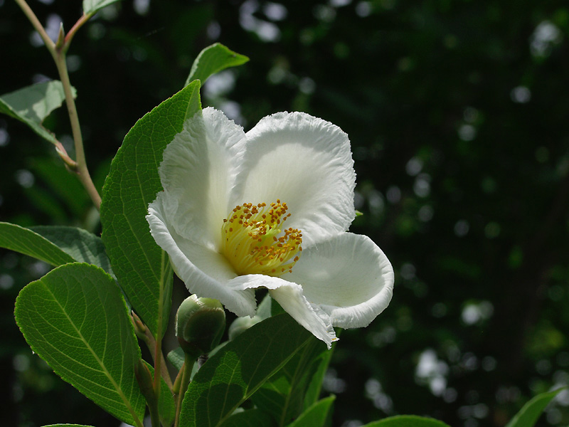 6月16日の誕生花 花言葉 誕生花 花言葉辞典