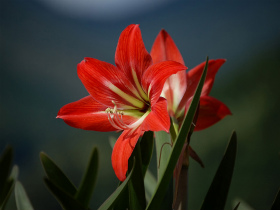 6月21日の誕生花 花言葉 誕生花 花言葉辞典