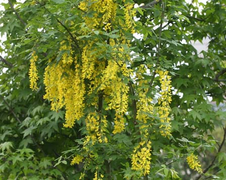 6月22日の誕生花 花言葉 誕生花 花言葉辞典