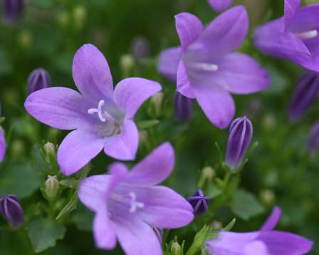 6月28日の誕生花 花言葉 誕生花 花言葉辞典