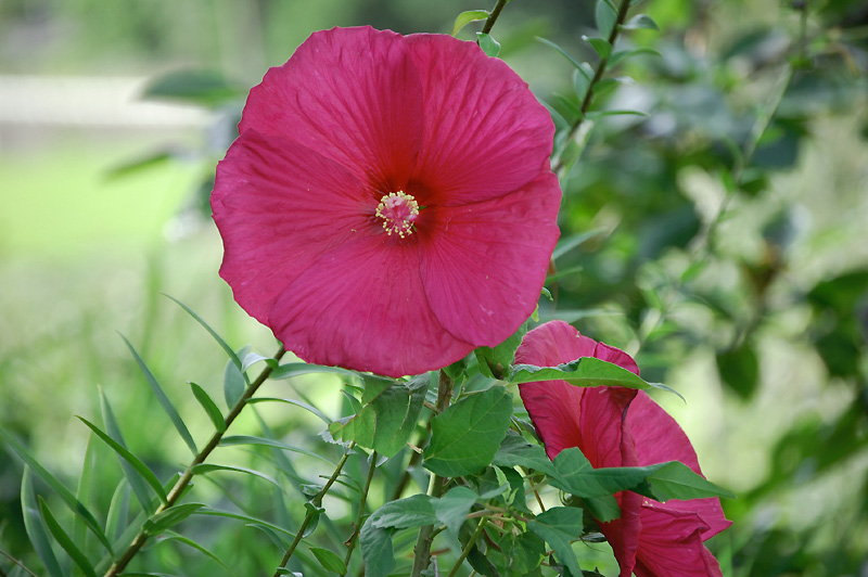 6月29日の誕生花 花言葉 誕生花 花言葉辞典