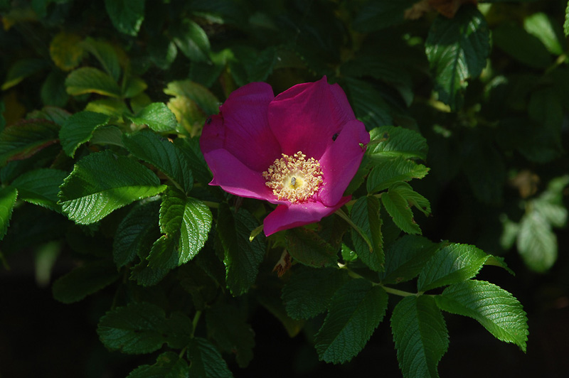 7月4日の誕生花 花言葉 誕生花 花言葉辞典