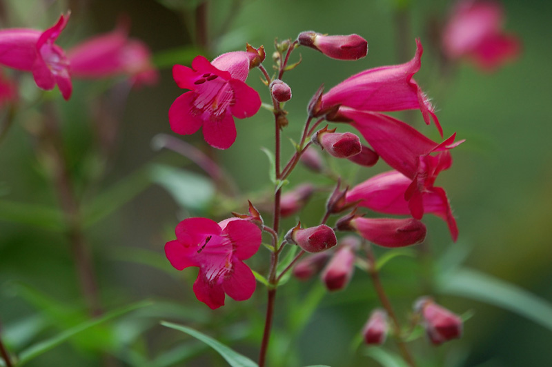 7月5日の誕生花 花言葉 誕生花 花言葉辞典