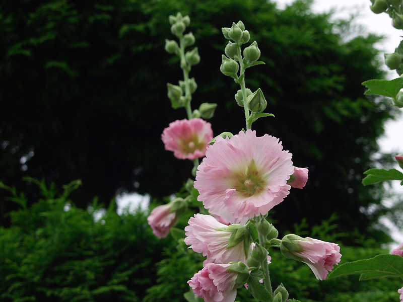 7月8日の誕生花 花言葉 誕生花 花言葉辞典