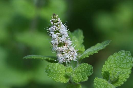 7月11日の誕生花 花言葉 誕生花 花言葉辞典