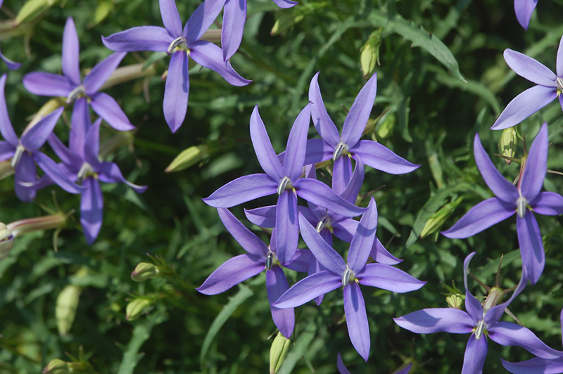 7月15日の誕生花 花言葉 誕生花 花言葉辞典