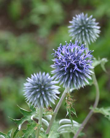 7月17日の誕生花 花言葉 誕生花 花言葉辞典