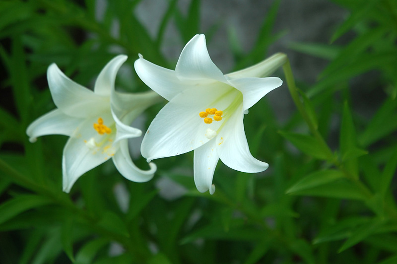 7月日の誕生花 花言葉 誕生花 花言葉辞典