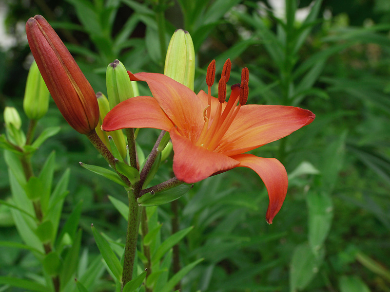 7月27日の誕生花 花言葉 誕生花 花言葉辞典