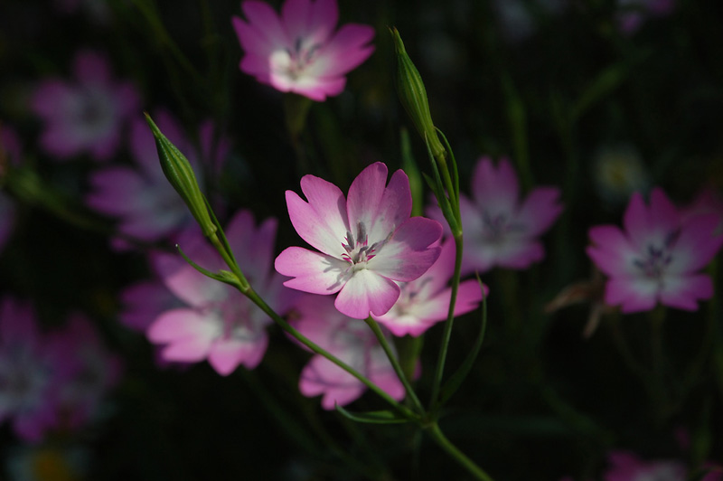 7月28日の誕生花 花言葉 誕生花 花言葉辞典