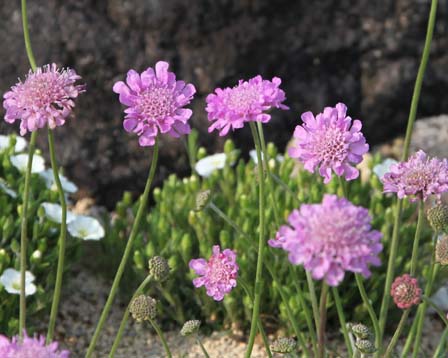 7月30日の誕生花 花言葉 誕生花 花言葉辞典