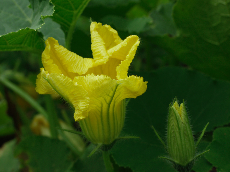 カボチャ 南瓜 Pumpkin 誕生花 花言葉辞典