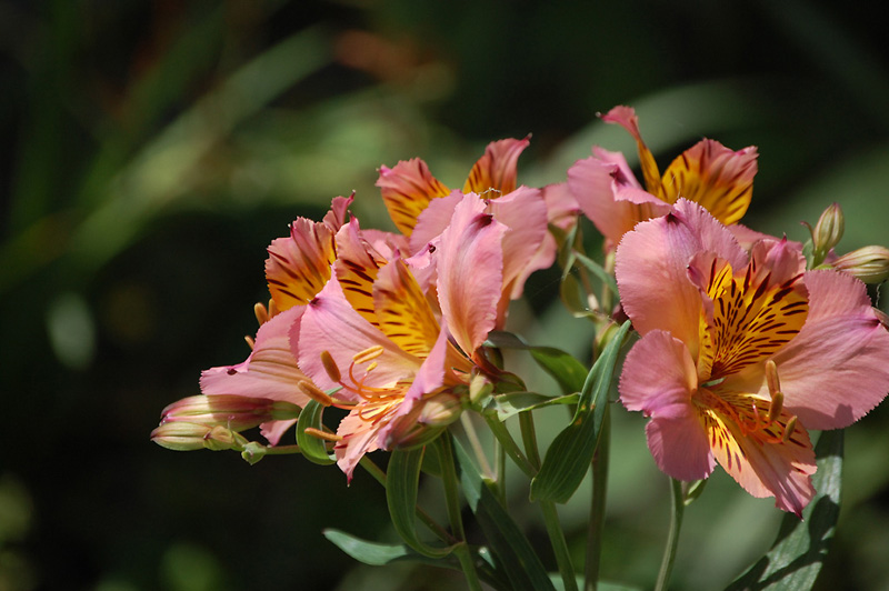 8月1日の誕生花 花言葉 誕生花 花言葉辞典